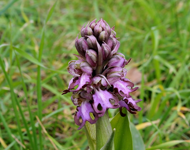 Barlia robertiana